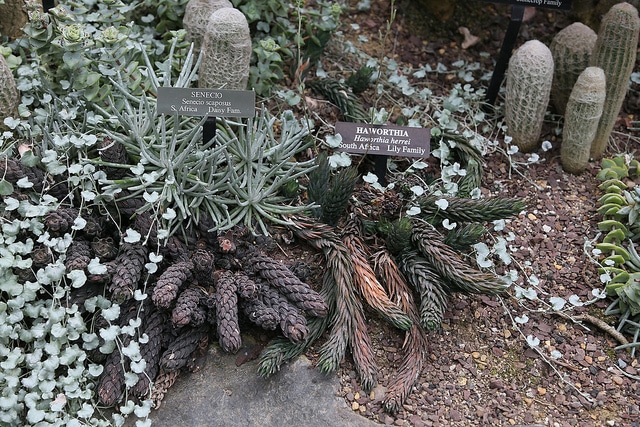 Senecio scaposus (Senecio scaposus)