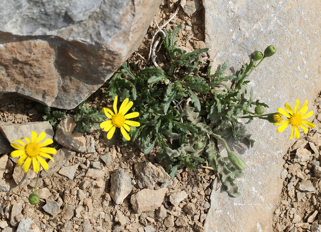 Séneçon luisant (Senecio squalidus)