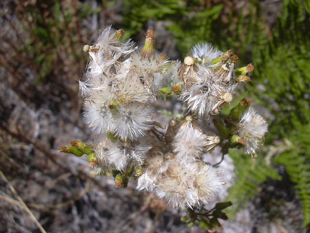 Séneçon des bois (Senecio sylvaticus)