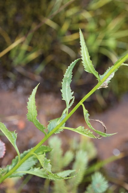 Senecio triangularis (Senecio triangularis)
