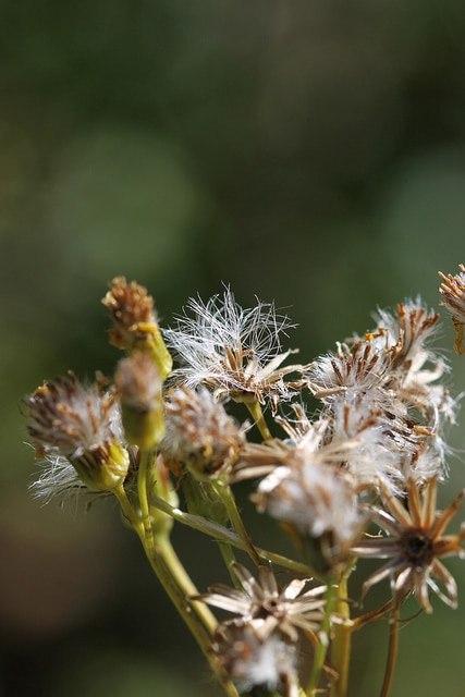 Senecio triangularis