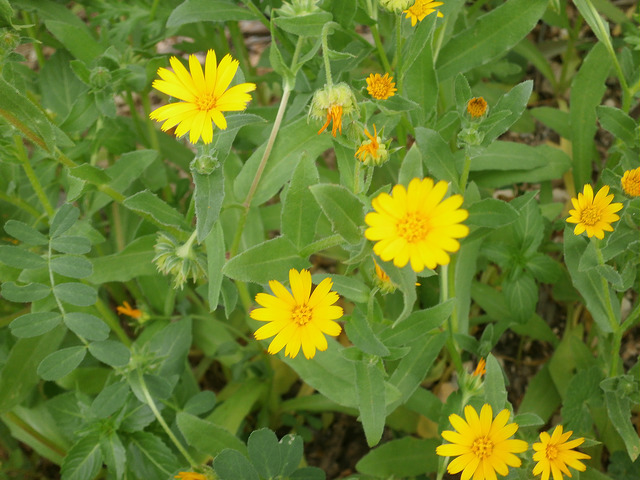 Séneçon de printemps
