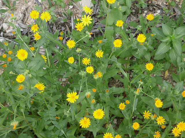 Séneçon de printemps (Senecio vernalis)