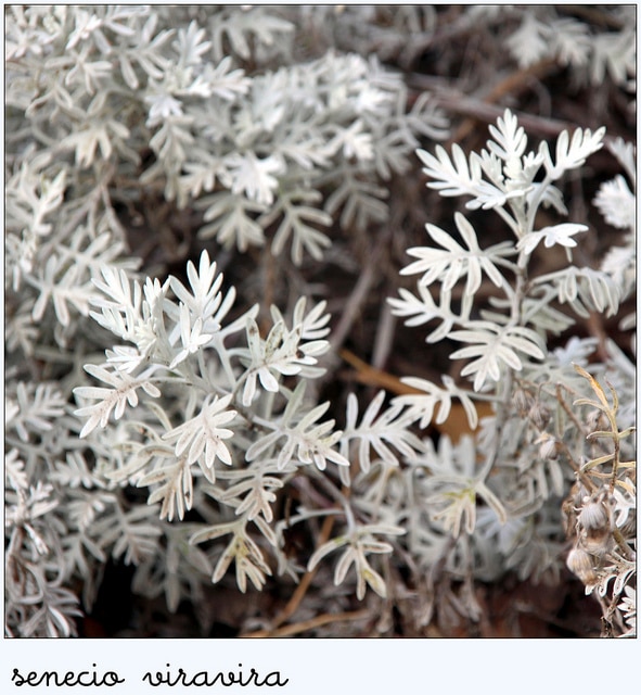 Senecio viravira