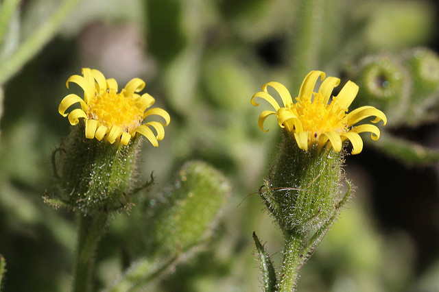 Séneçon visqueux (Senecio viscosus)