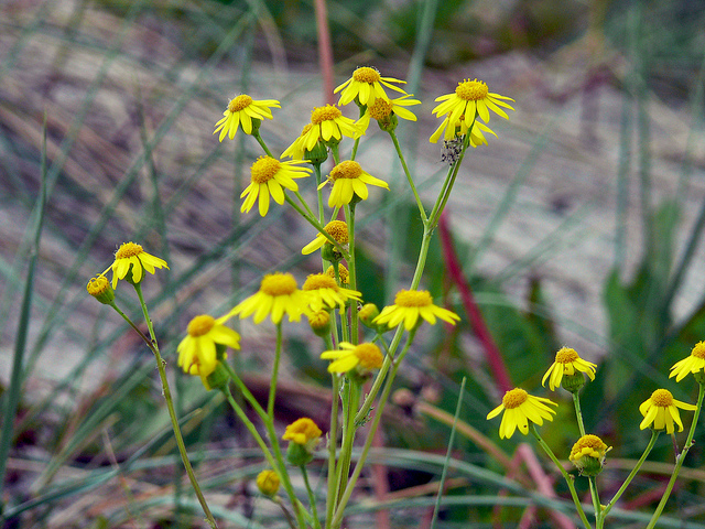 Séneçon commun (Senecio vulgaris)