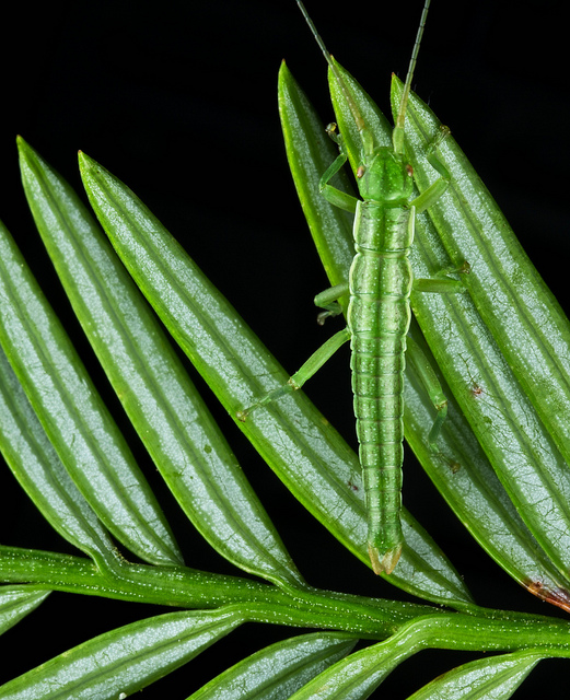 Séquoia