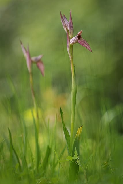 Sérapias à languette (Serapias lingua)