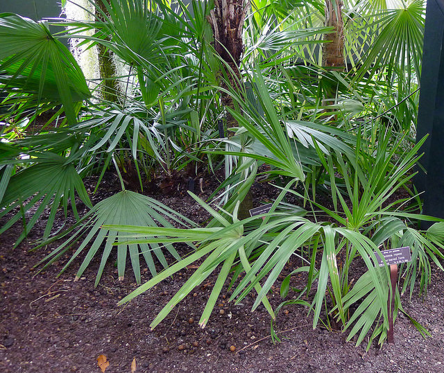 Palmier de floride (Serenoa repens)