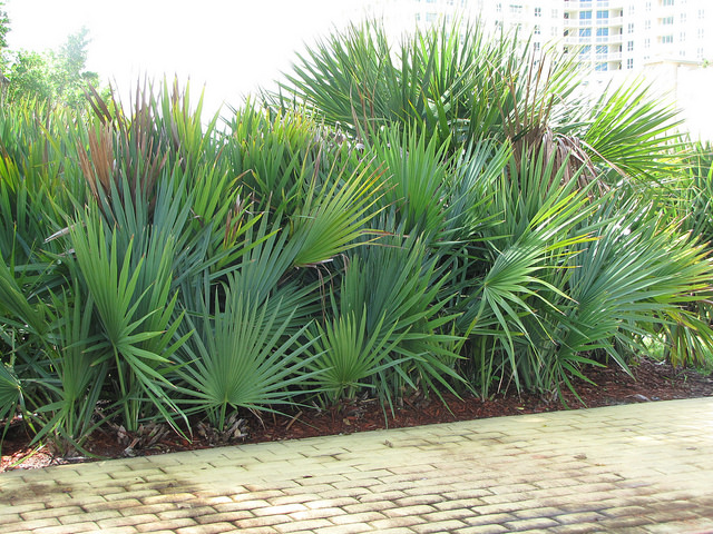 Palmier de floride