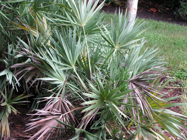 Palmier de floride
