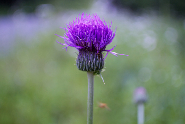 Serratula coronata (Serratula coronata)