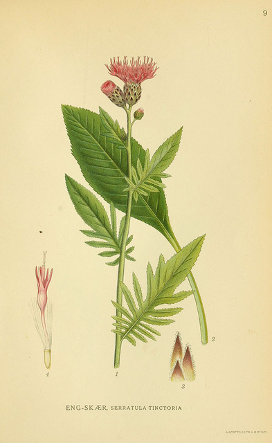 Serratule des teinturiers