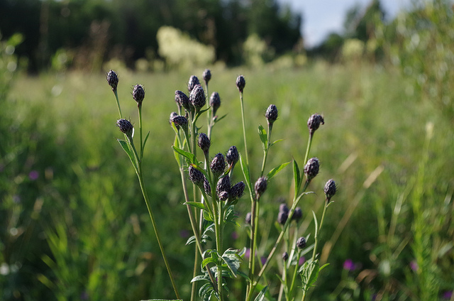 Serratule des teinturiers (Serratula tinctoria)