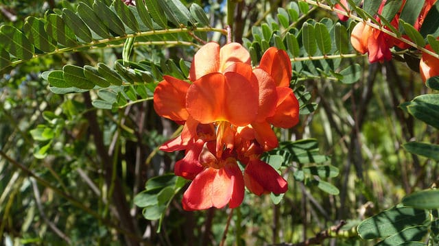 Sesbania (Sesbania punicea)