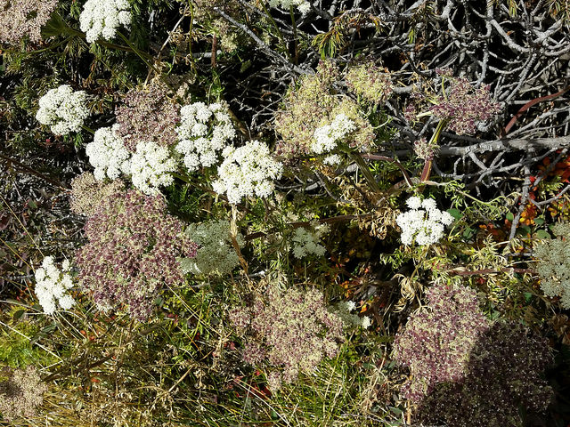 Libanotis des montagnes (Seseli libanotis)