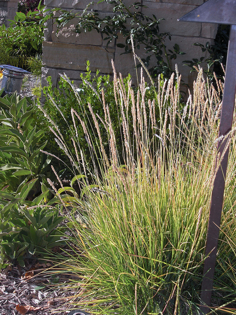 Sesleria autumnalis