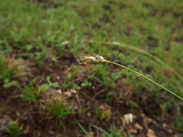 Seslérie blanchâtre (Sesleria caerulea)