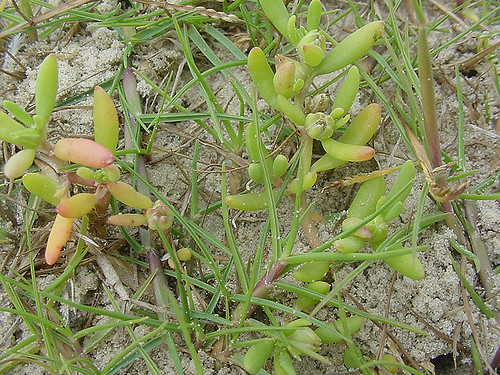 Sesuvium portulacastrum