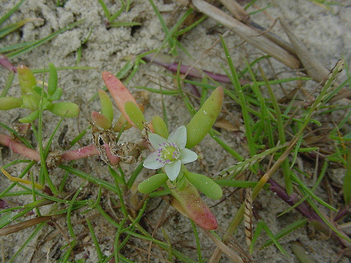 Sesuvium portulacastrum