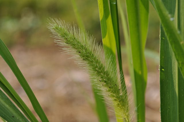 Setaria faberi