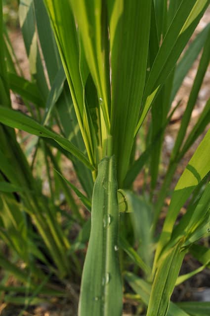 Setaria faberi
