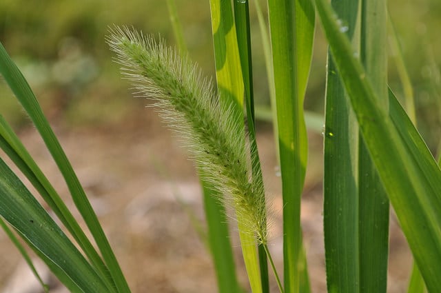 Setaria faberi