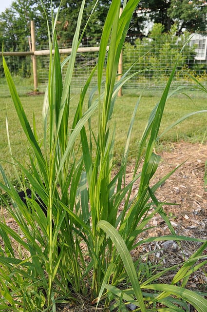 Setaria faberi