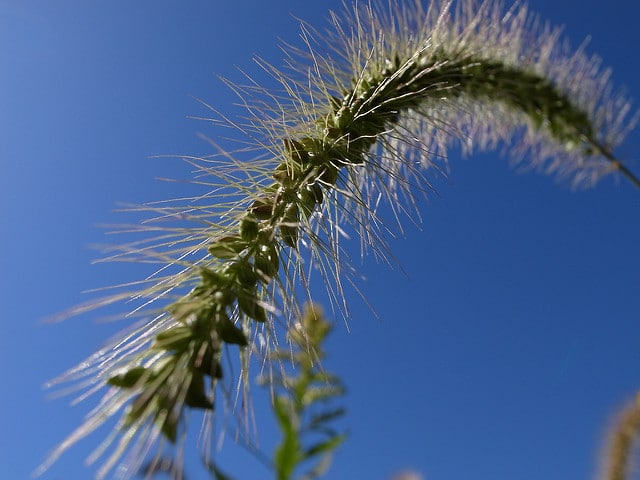 Setaria faberi