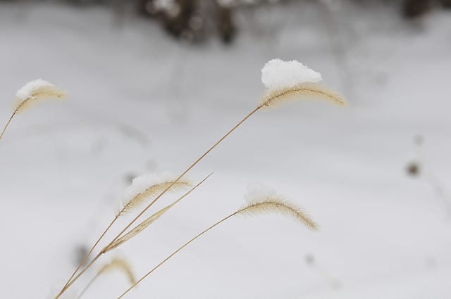 Setaria faberi