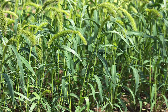 Setaria italica
