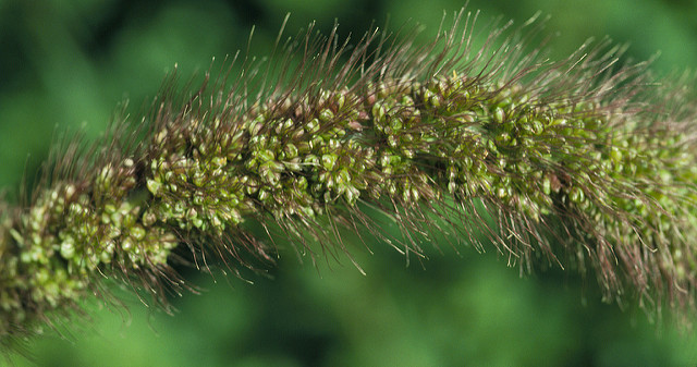 Setaria italica
