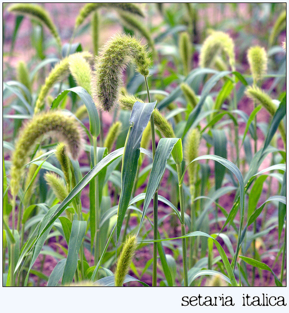 Setaria italica
