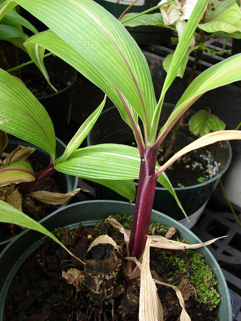 Setaria palmifolia