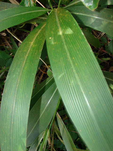 Setaria palmifolia