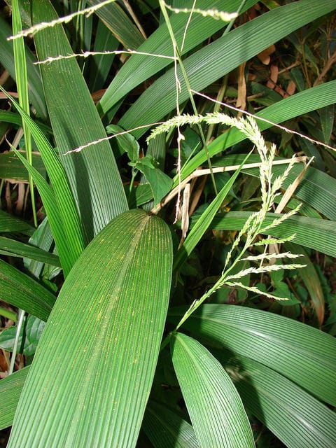 Setaria palmifolia