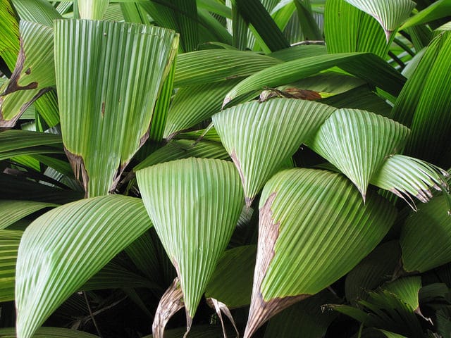 Setaria palmifolia