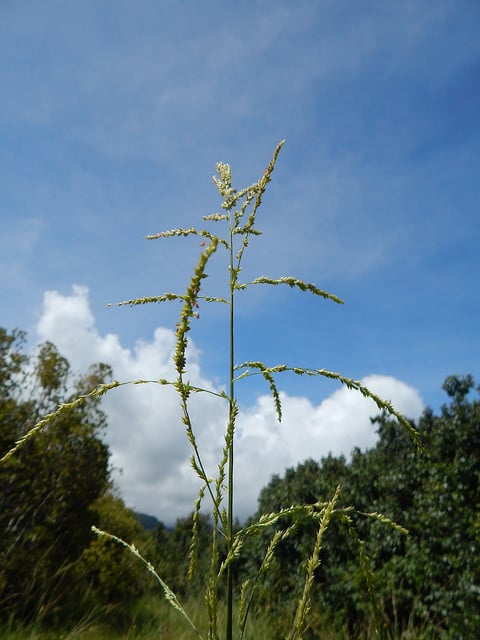 Setaria palmifolia