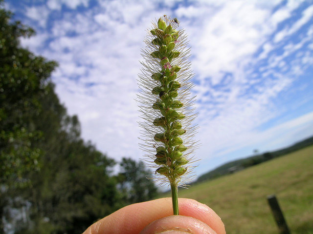 Sétaire glauque (Setaria pumila)