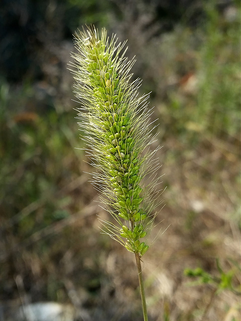 Panic rude (Setaria verticillata)