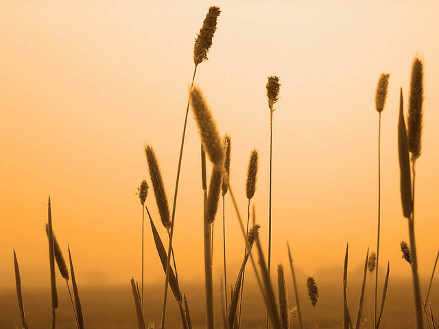 Miliasse (Setaria viridis)
