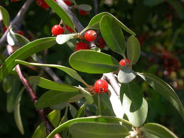 Shepherdia argentea