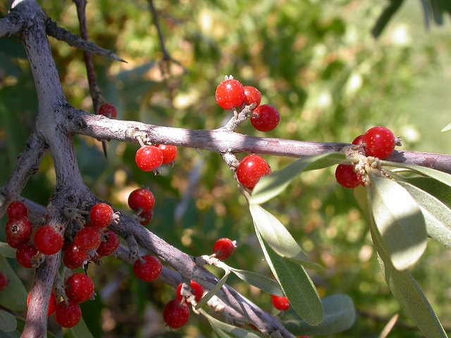 Shepherdia argentea