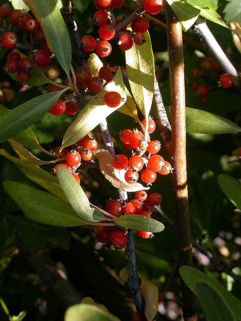 Shepherdia argentea