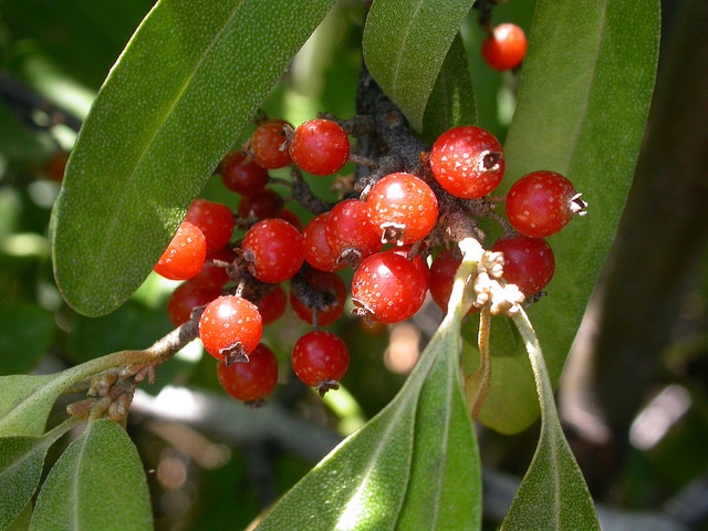 Shepherdia argentea