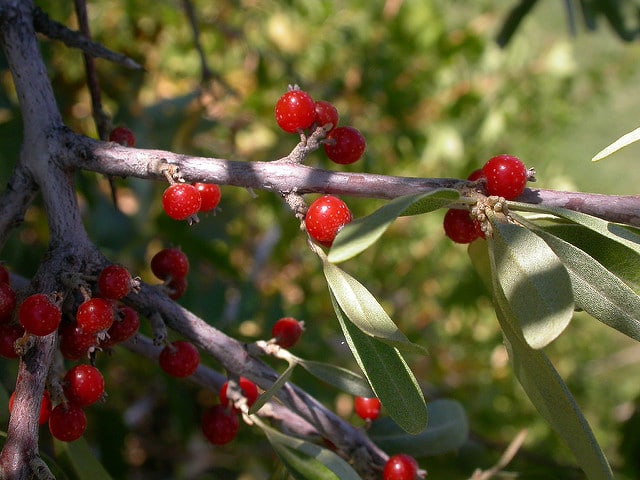 Shepherdia argentea