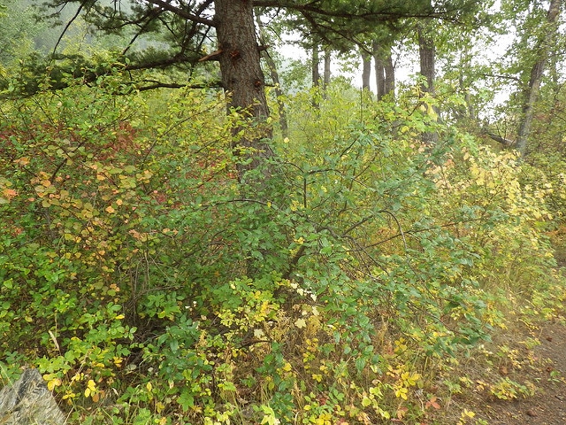 Shepherdia canadensis