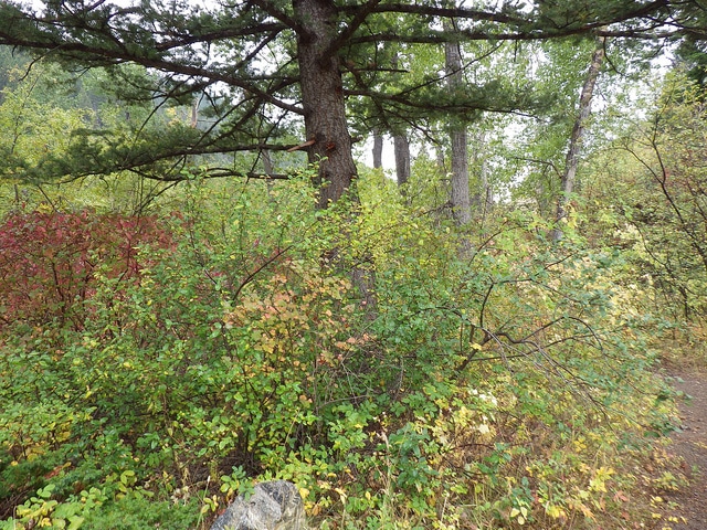 Shepherdia canadensis