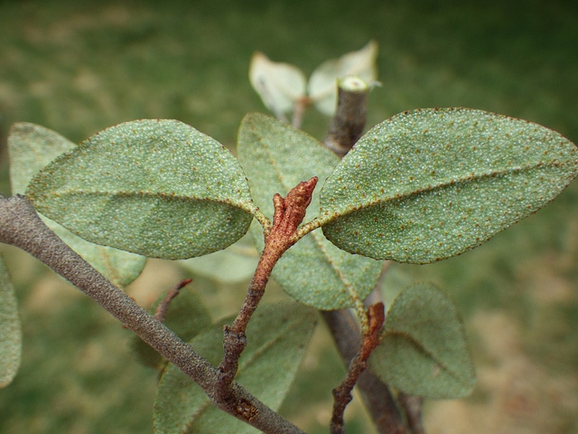 Shepherdia canadensis