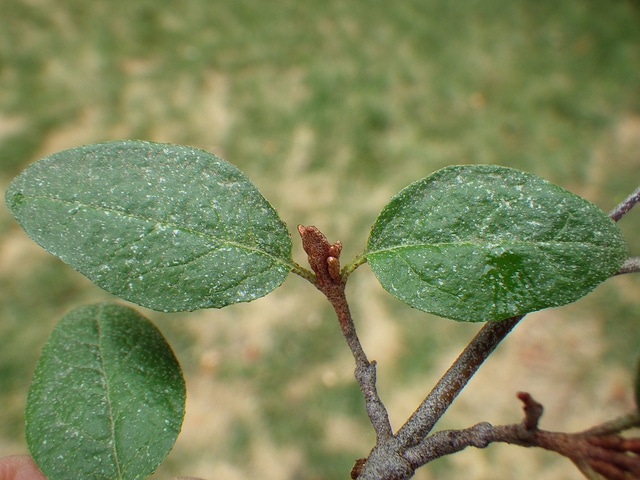 Shepherdia canadensis